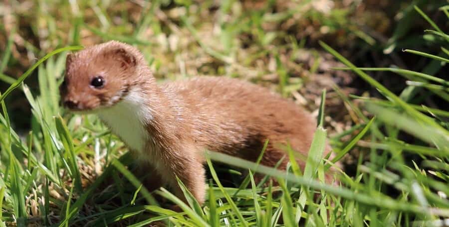 How to stop stoats from killing chickens