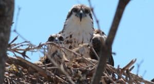 Add hawk nests to your trees to curb the vole population 1 (1)