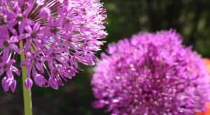 Alliums repel voles with their scent (1)