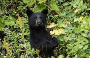 Bears looking for people food become more aggresive