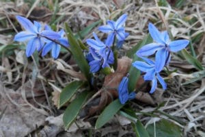 Wood Squill is a flower that  rapel voles (2)