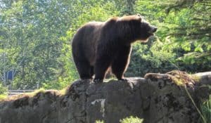 How to keep food safe from bears while backpacking