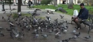 How to keep pigeons away (1)