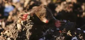 Moles are very different from voles. They have no eyes or ears (1)