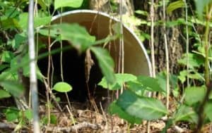 Set PVC pipe around the yard with bait to kill voles (1)