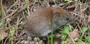 Voles are vegetarian and eat primarily plants and roots (1)