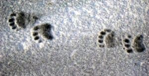 Stay away from campgrounds with bear tracks