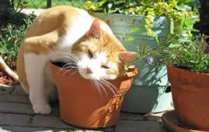 Eliminate plants that attract cats such as mint (1)