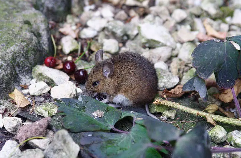 How to identify mouse poop (1)