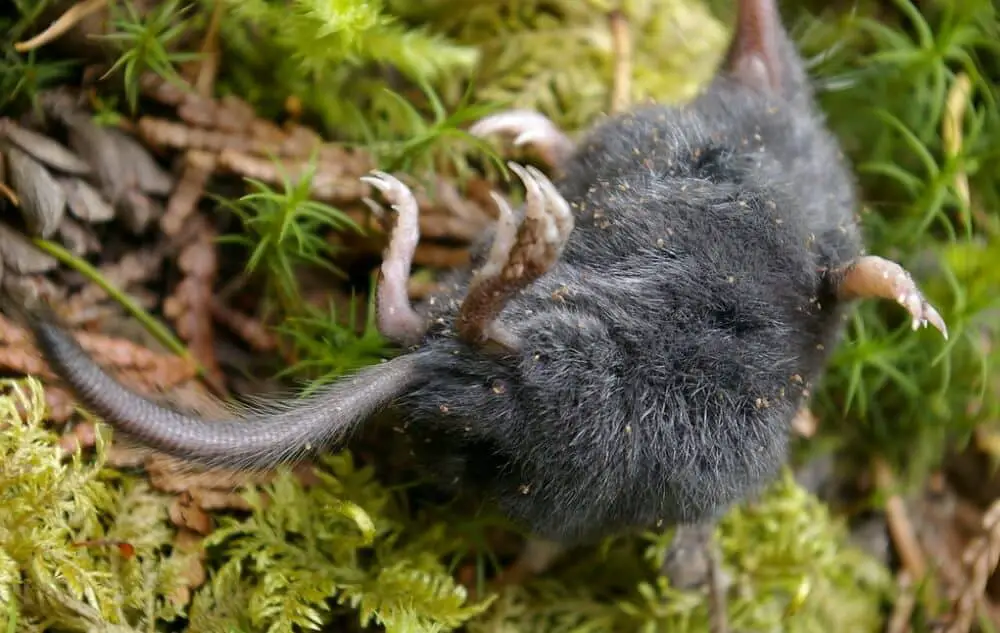 Underside of a dead mole1 (1)