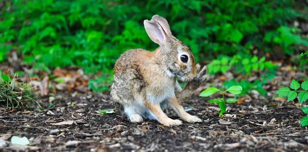 food is one reason rabbits come into a yard1 (1)