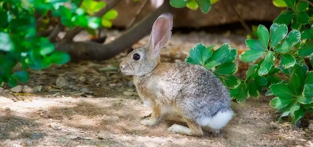 rabbits come into gardens for easy food & safety1 (1)