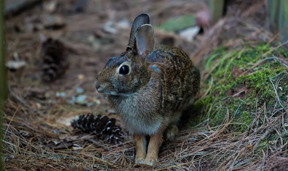 rabbits come into yards for a number of reasons1 (1)