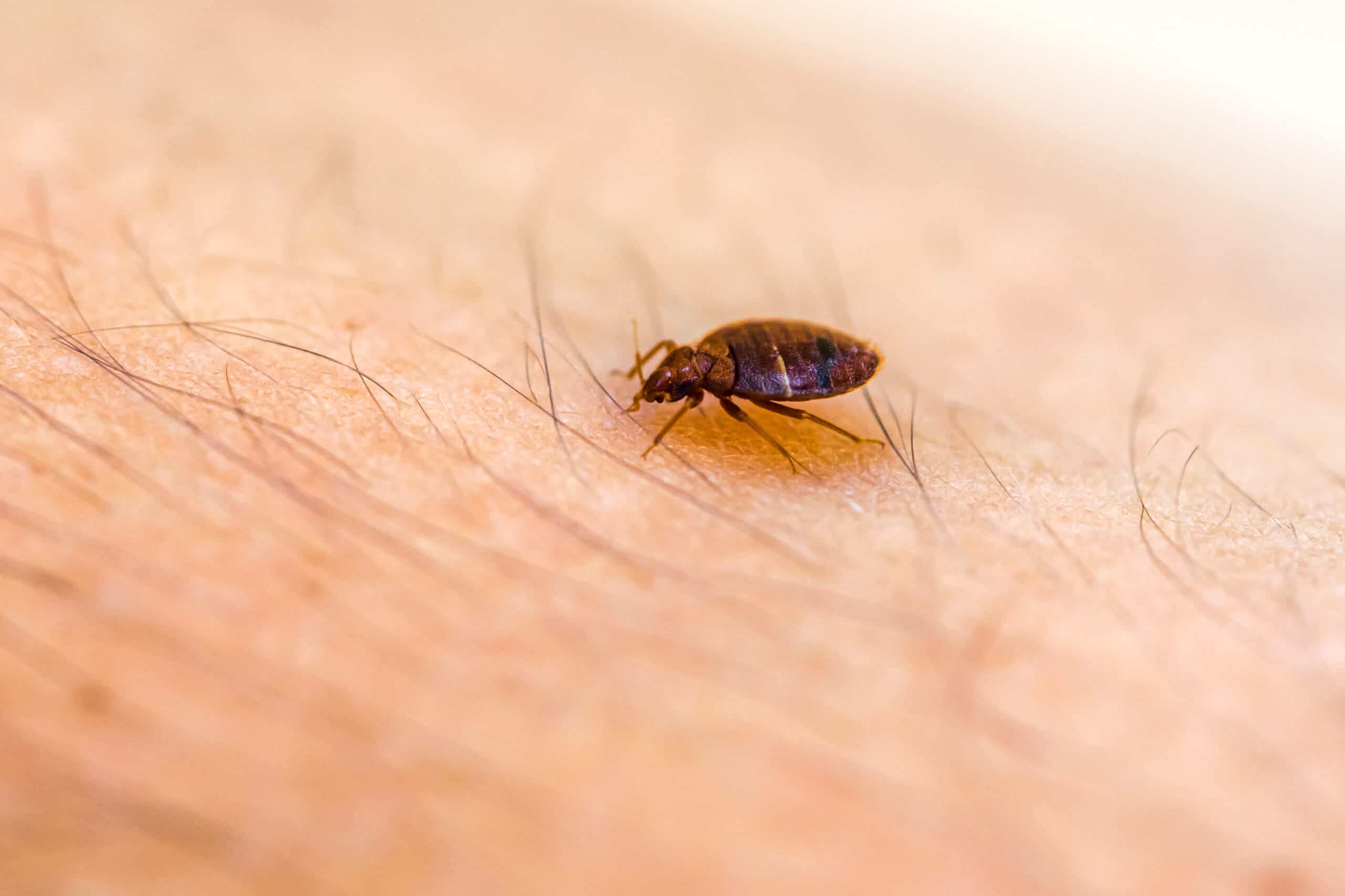 Bed bug repellants (1)