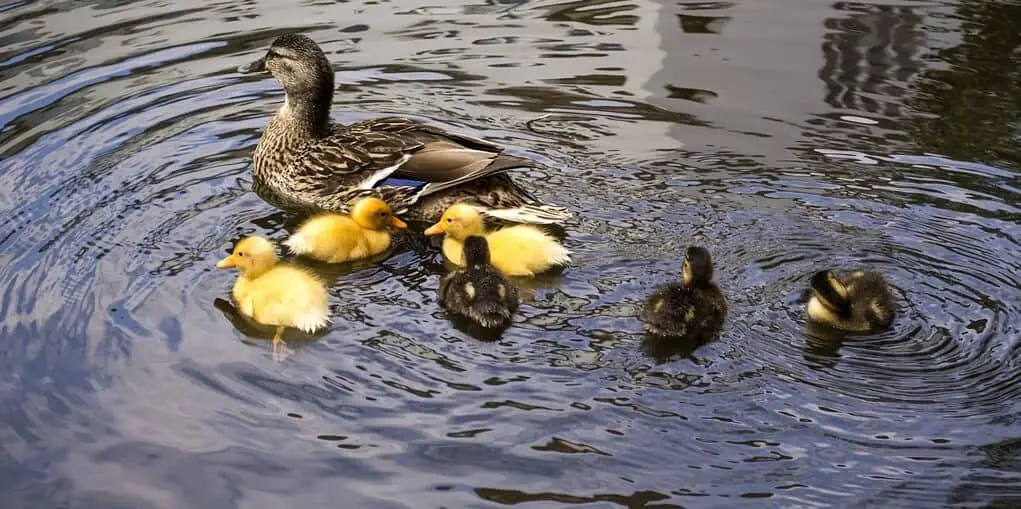 Best way to keep ducks off pond and water clear