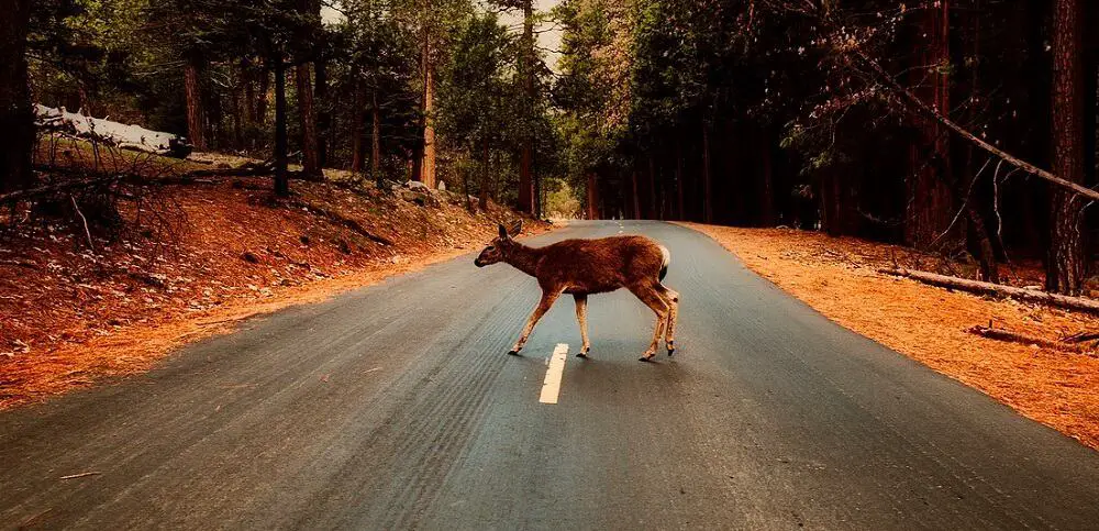 Deer encroach onto city roads and highways (1)