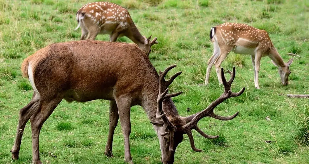 Deer love suburbs because of the never ending food supply (1)