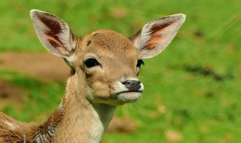 Deer may stay within a single mile it's whole life (1)