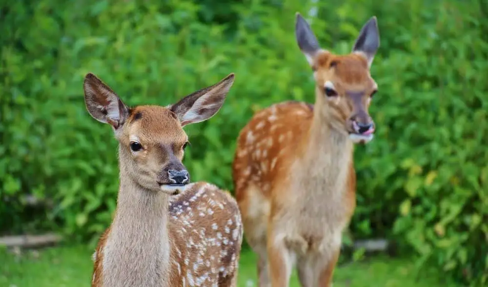 Deer sleep and eat in the same location (1)