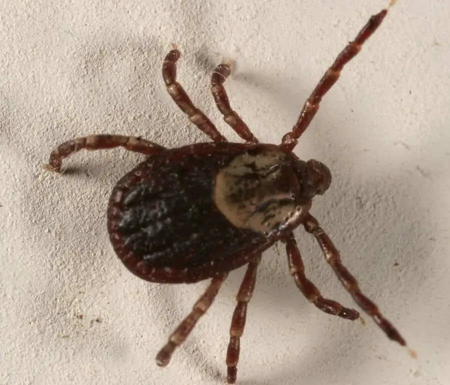 Deer ticks have a black back (1)