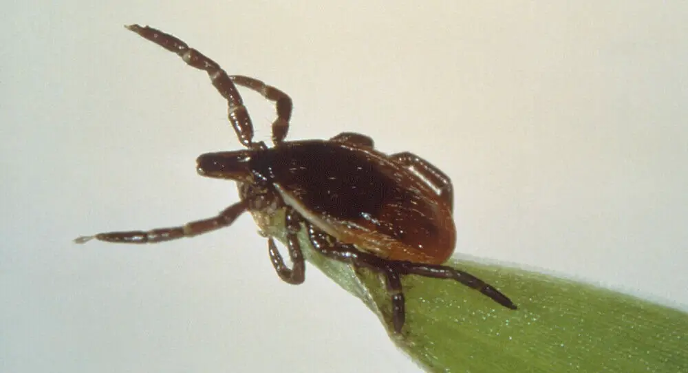 Deer ticks have a black back (1)