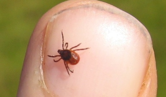 Deer_Ticks are smaller than wood ticks