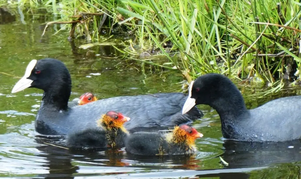 Ducks can create major issues in man made ponds