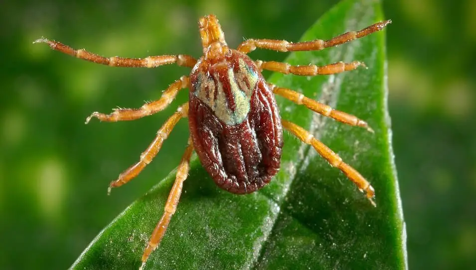 Female Wood Ticks are red (1)