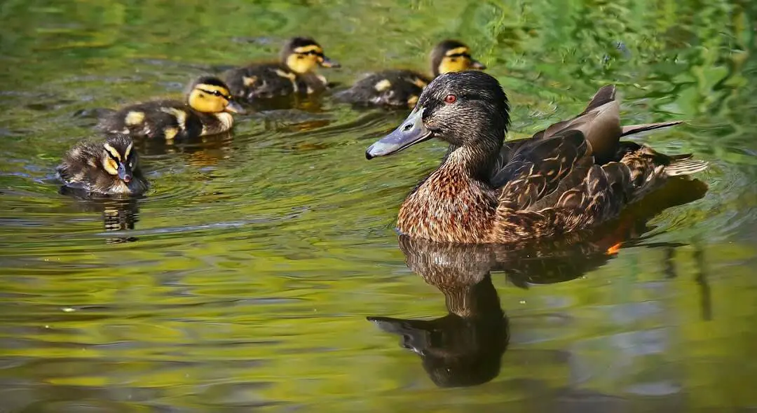 Keep ducks off your pond