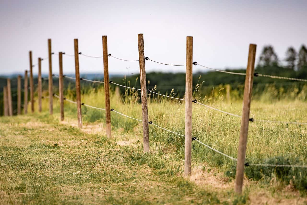 Keep out deer with electric fence (1)