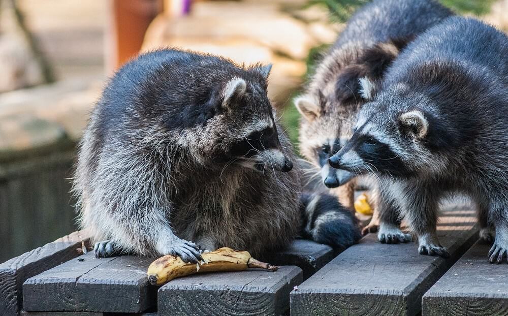 Raccoons will becomes used to smell repellents in search of food (1)