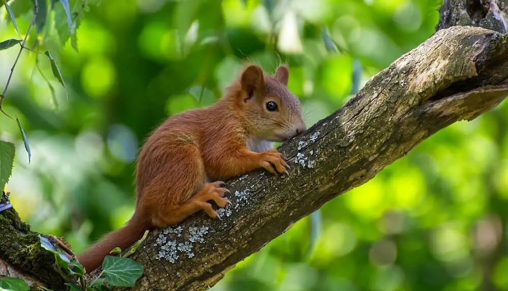 Squirrel bites are seldom dangerous (1)